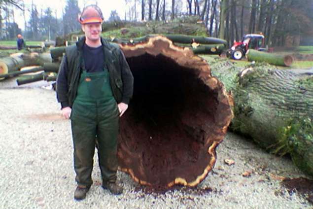 bomen velen 